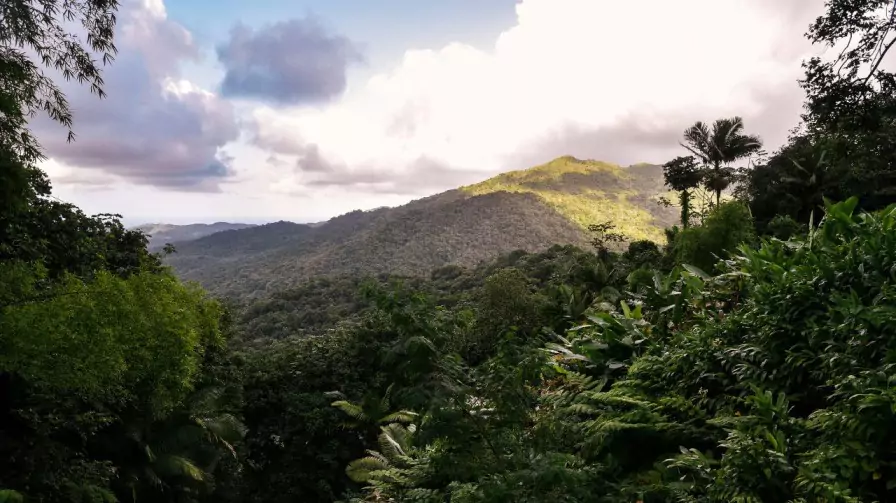  El Yunque National Forest